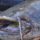 La forte augmentation des prises de silures serait liée aux températures de l'eau de plus en plus élevées provoquées par le réchauffement climatique, explique M. Frei. Elles favorisent à la fois la propagation et la croissance de ces poissons. KEYSTONE/DPA-Zentralbild/TINO PLUNERT
